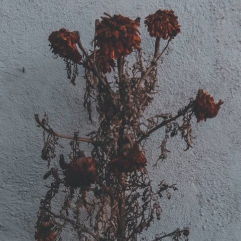 que significa encontrar flores en la puerta de tu casa