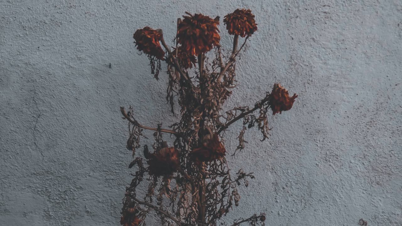 que significa encontrar flores en la puerta de tu casa