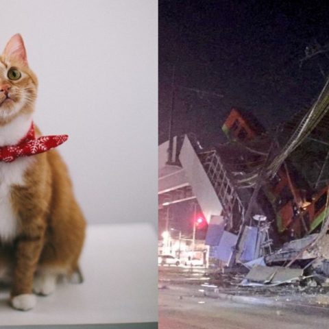gato sobrevivio a accidente en linea 12 del metro cdmx