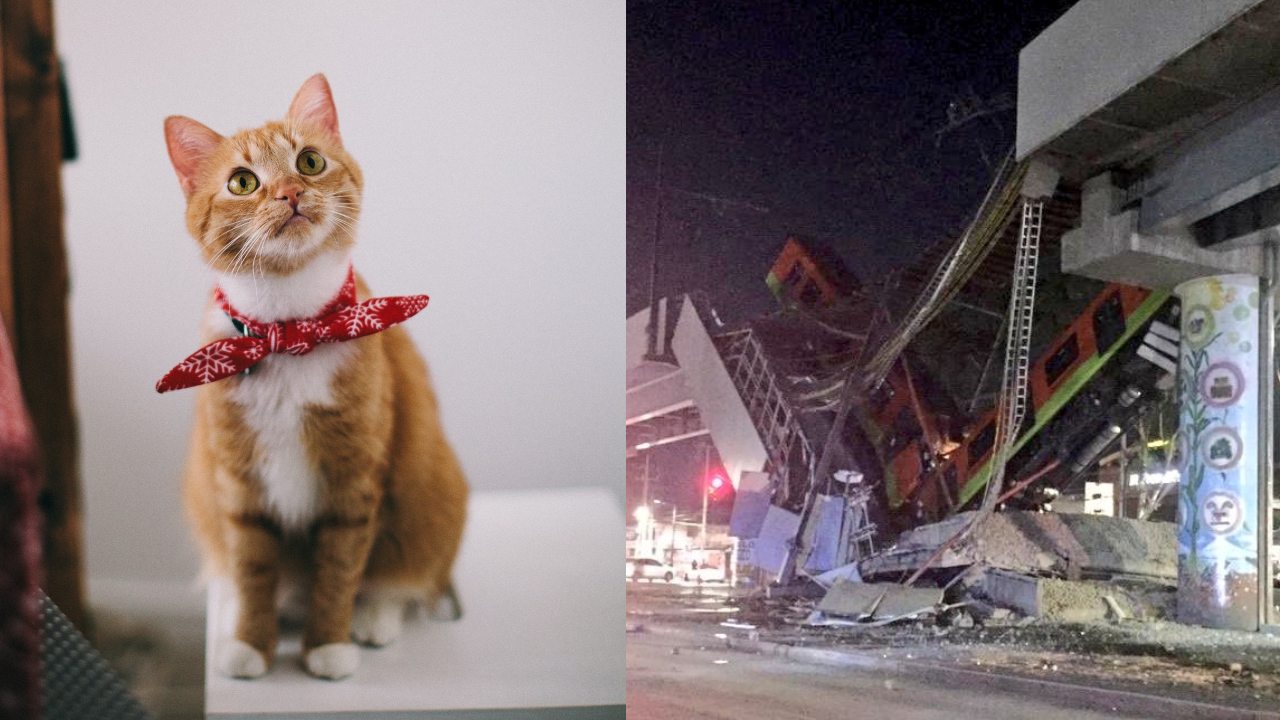 gato sobrevivio a accidente en linea 12 del metro cdmx