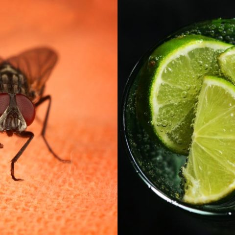 Cómo ahuyentar moscas recetas naturales