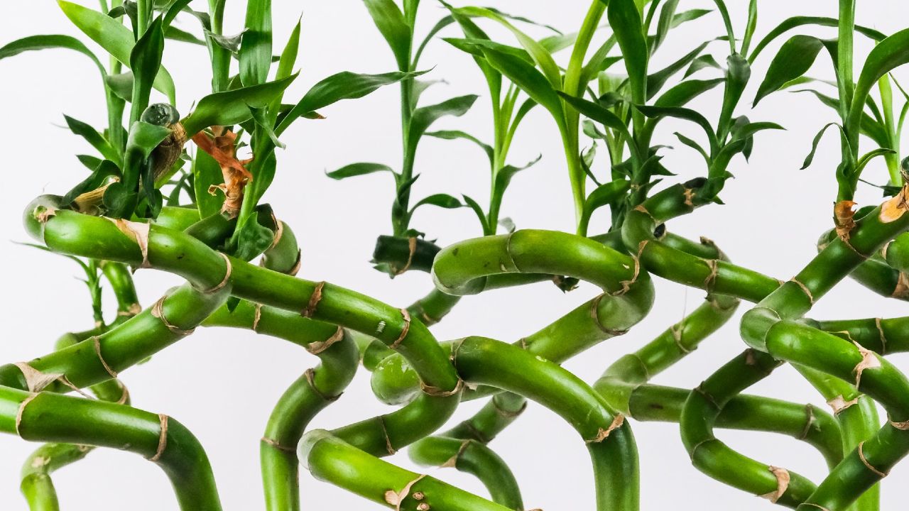 consejos para cuidado de bambú de la suerte