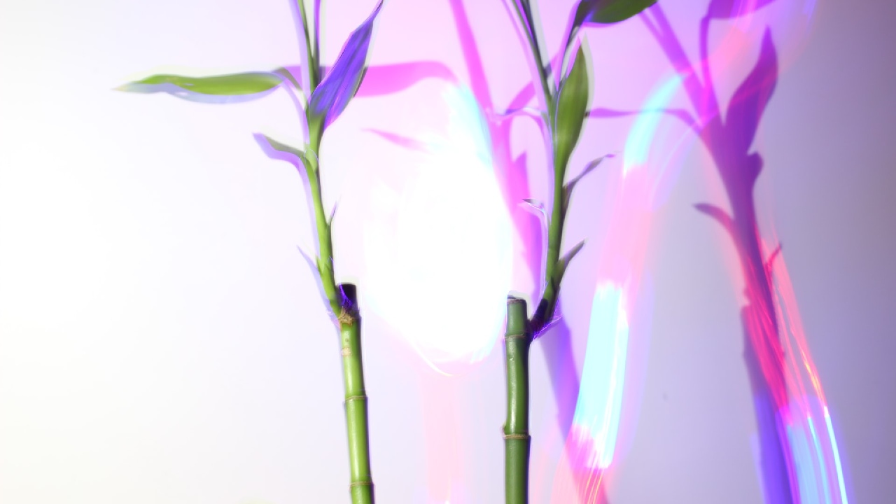 consejos para cuidado de bambú de la suerte plantas y jardinería