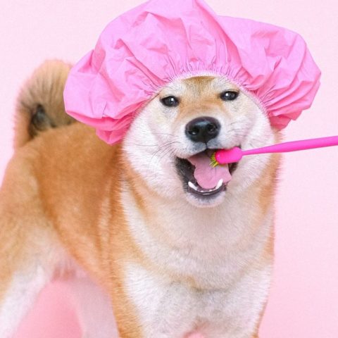 remedio casero para eliminar pulgas económico y eficaz