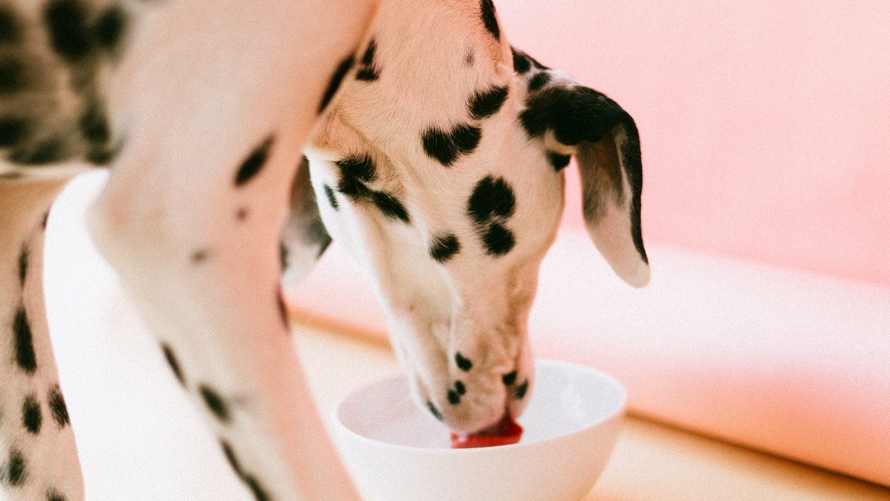 es peligroso darle agua del grifo a tu perro