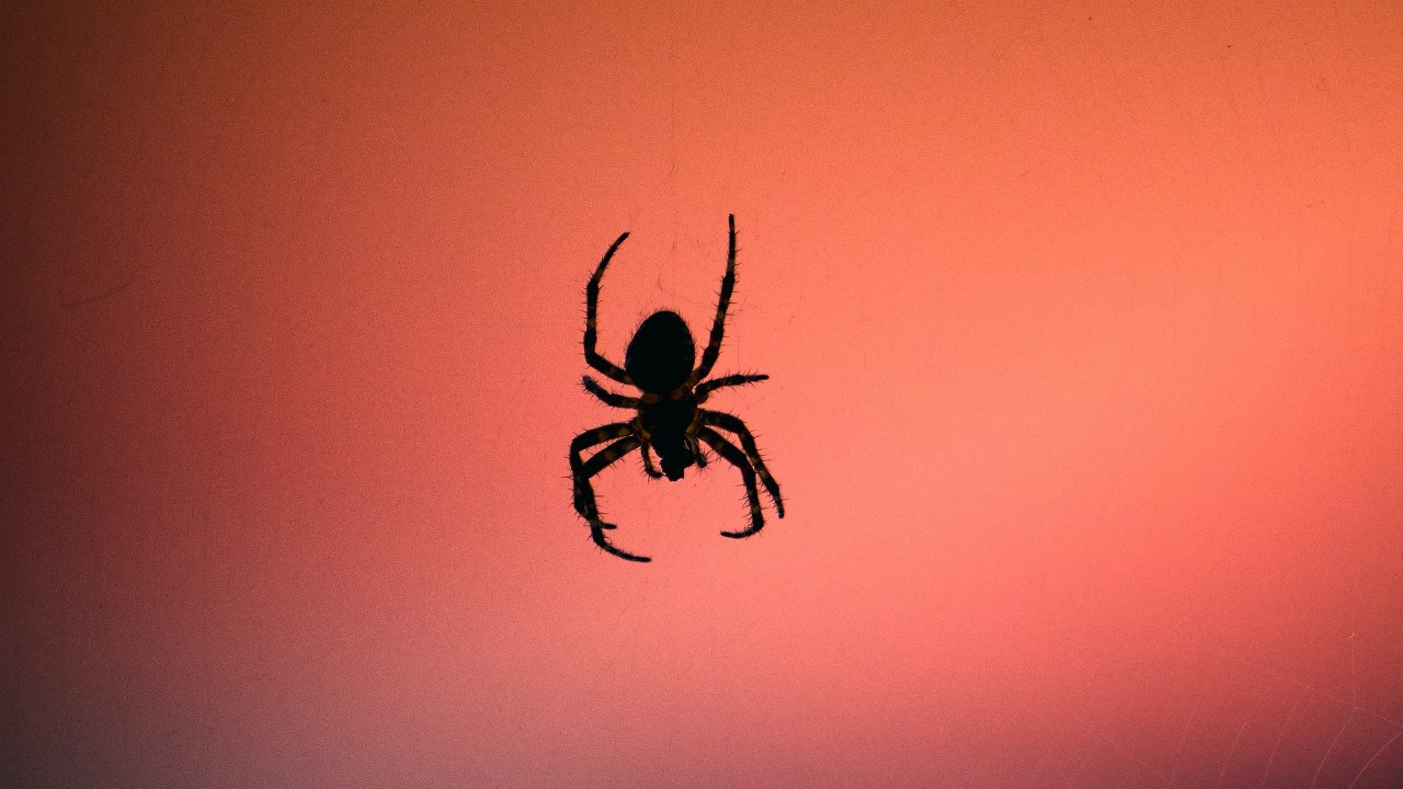 que significa soñar con arañas negras