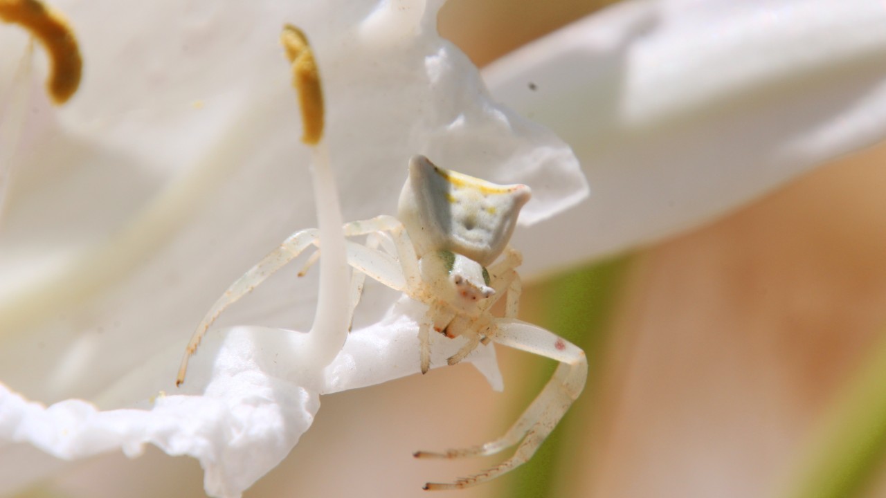 que significa soñar con arañas pequeñas