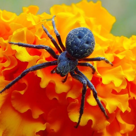 que significa soñar con araña blanca
