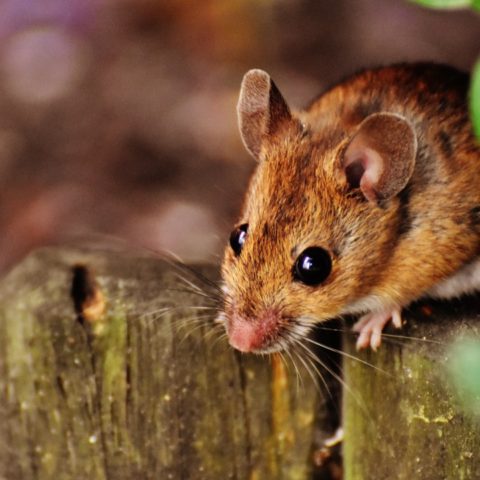 que significa soñar con ratones