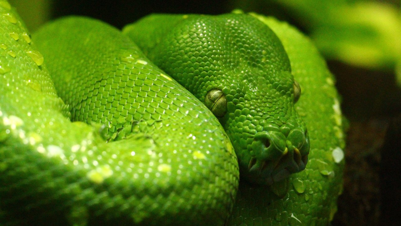 soñar con serpientes verdes significado