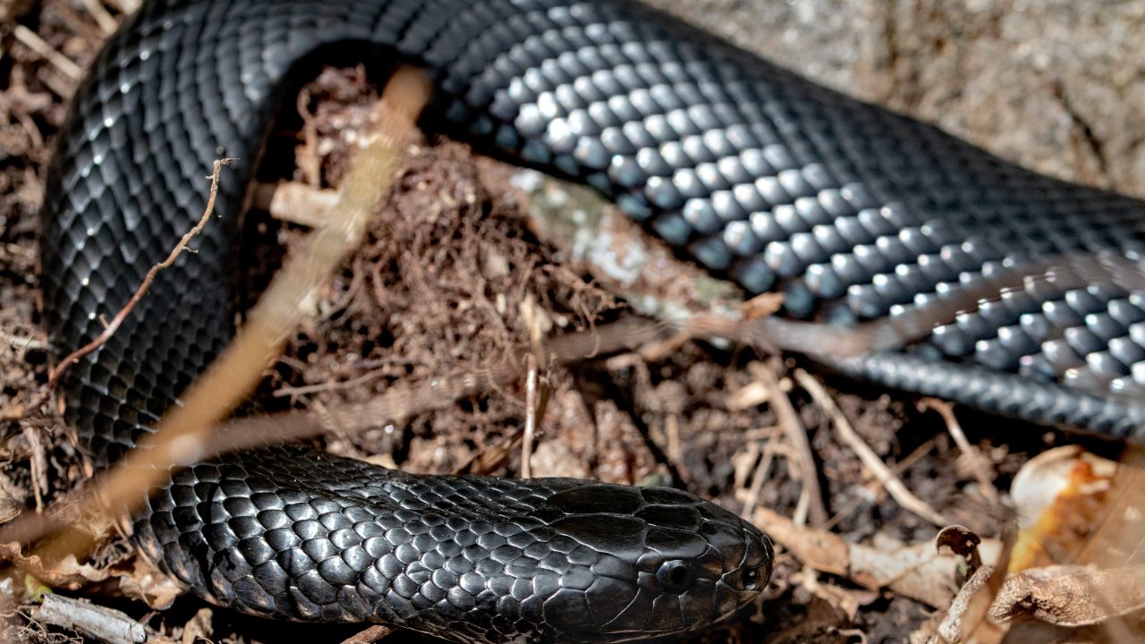 símbolo de soñar con serpientes negras