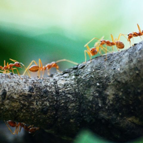 hormigas en la casa significado espiritual