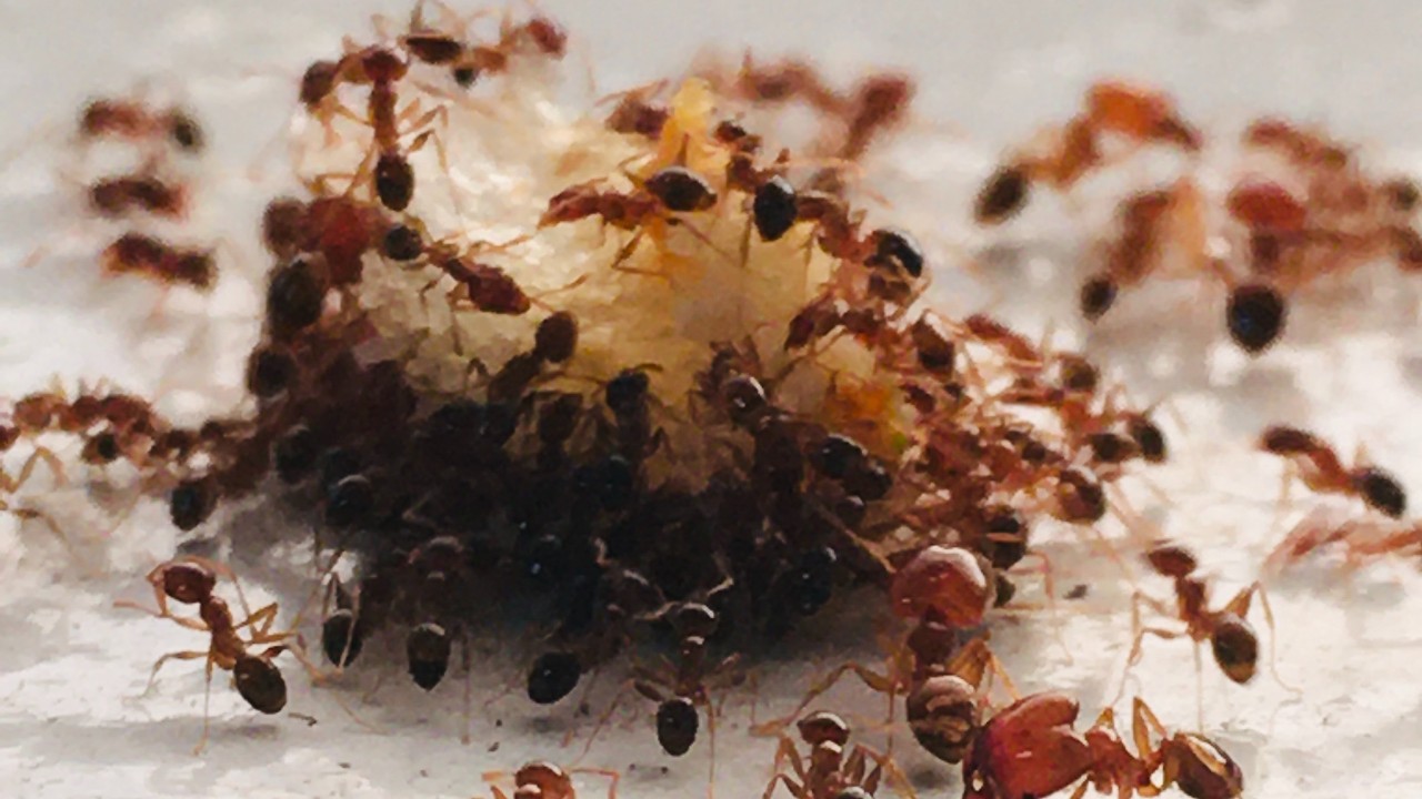 que anuncian las hormigas rojas