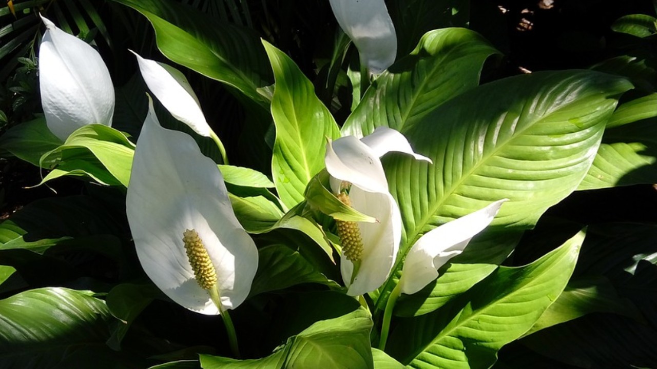 Plantas que purifican tu casa