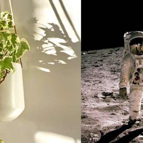 Plantas que purifican el aire según la NASA
