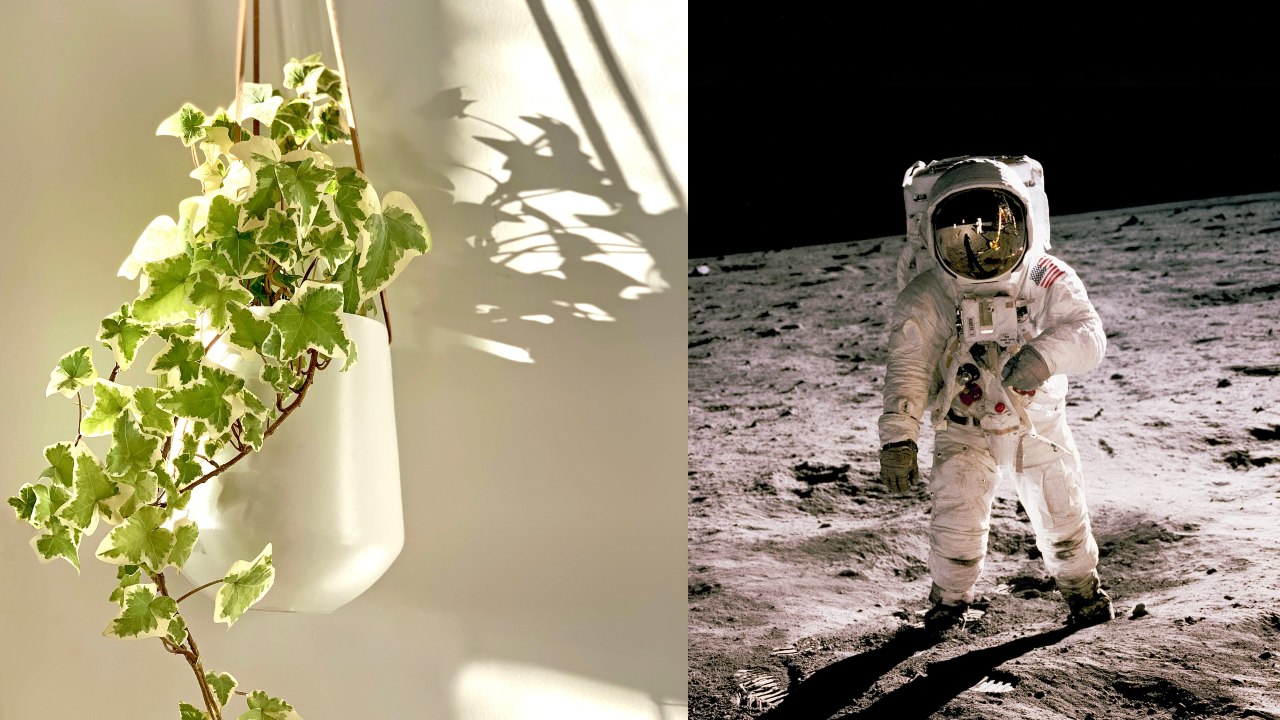 Plantas que purifican el aire según la NASA