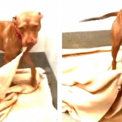 Perrito aprendio a tender su cama pitbull