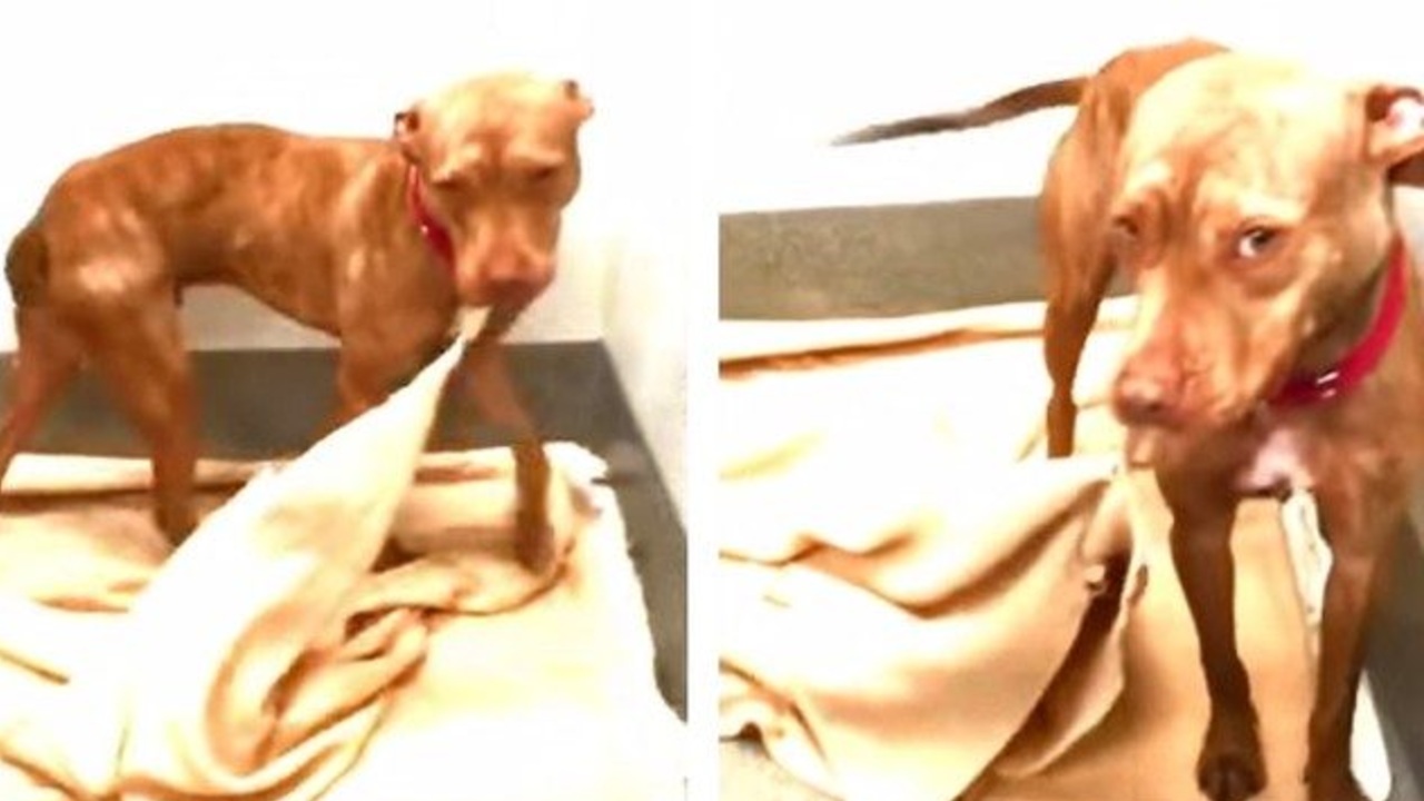 Perrito aprendio a tender su cama pitbull
