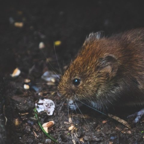 repelente para ratas y ratones libres de crueldad