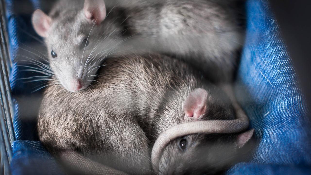 Como ahuyentar ratas y ratones Repelentes libres de crueldad pimienta