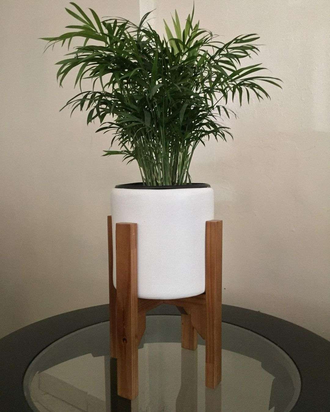 palmera de salón cómo cuidarla