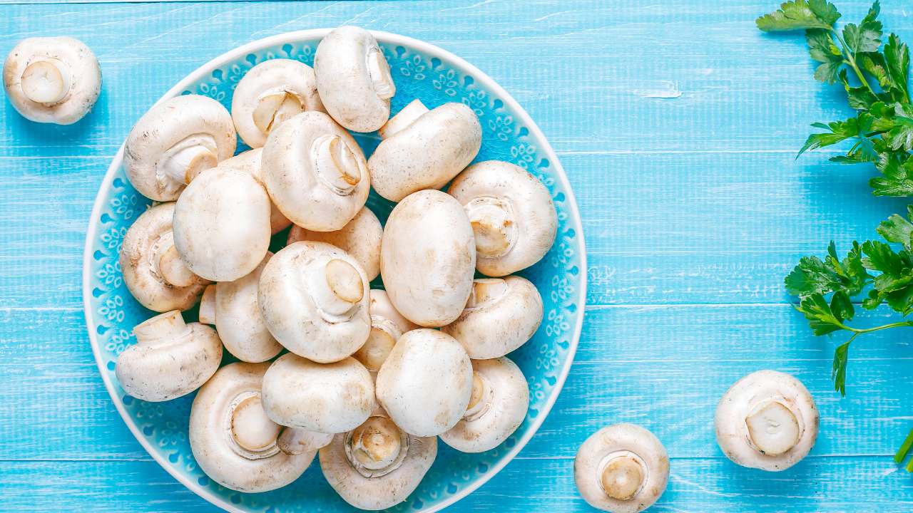 como cultivar champiñones en casa