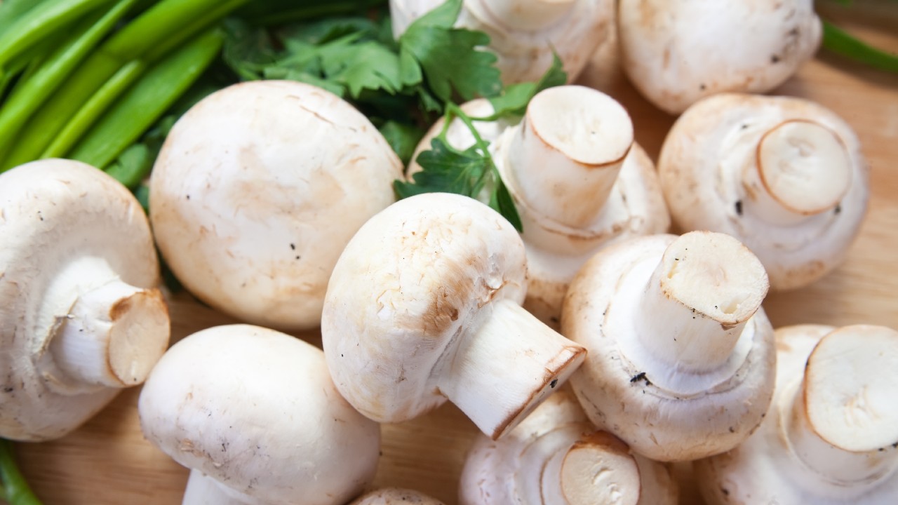 como cultivar champiñones en casa paso a paso