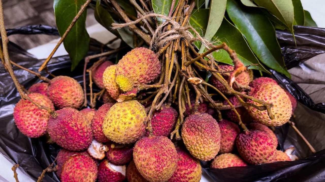 cultivar lichi en maceta como hacerlo