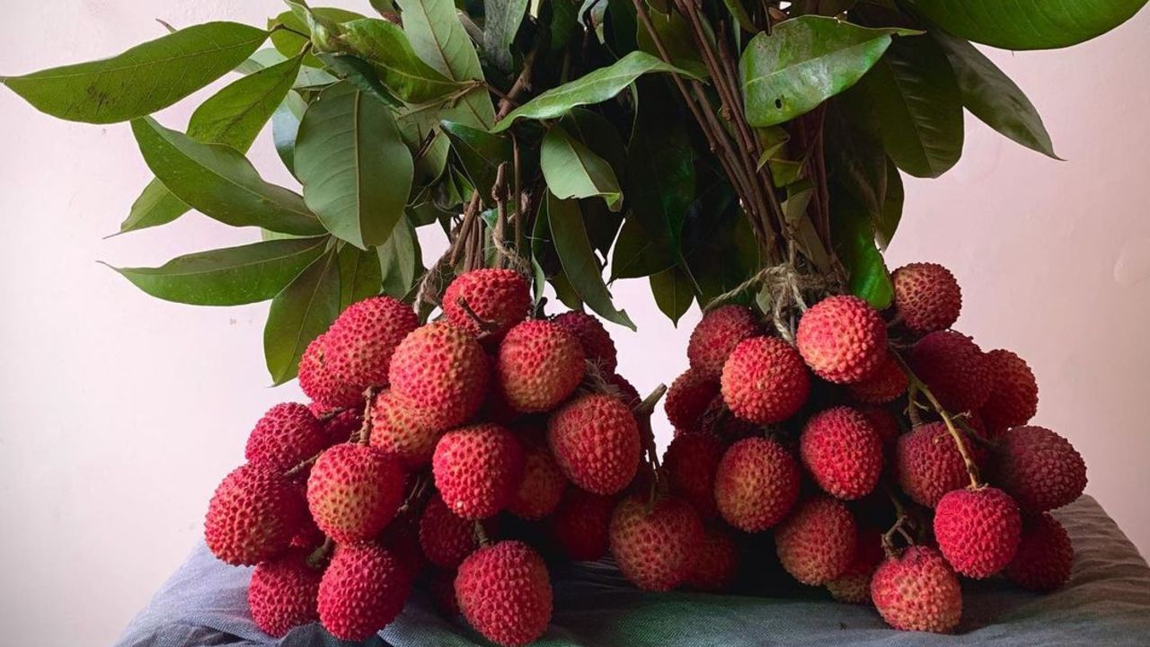 plantar lichi en maceta pasos