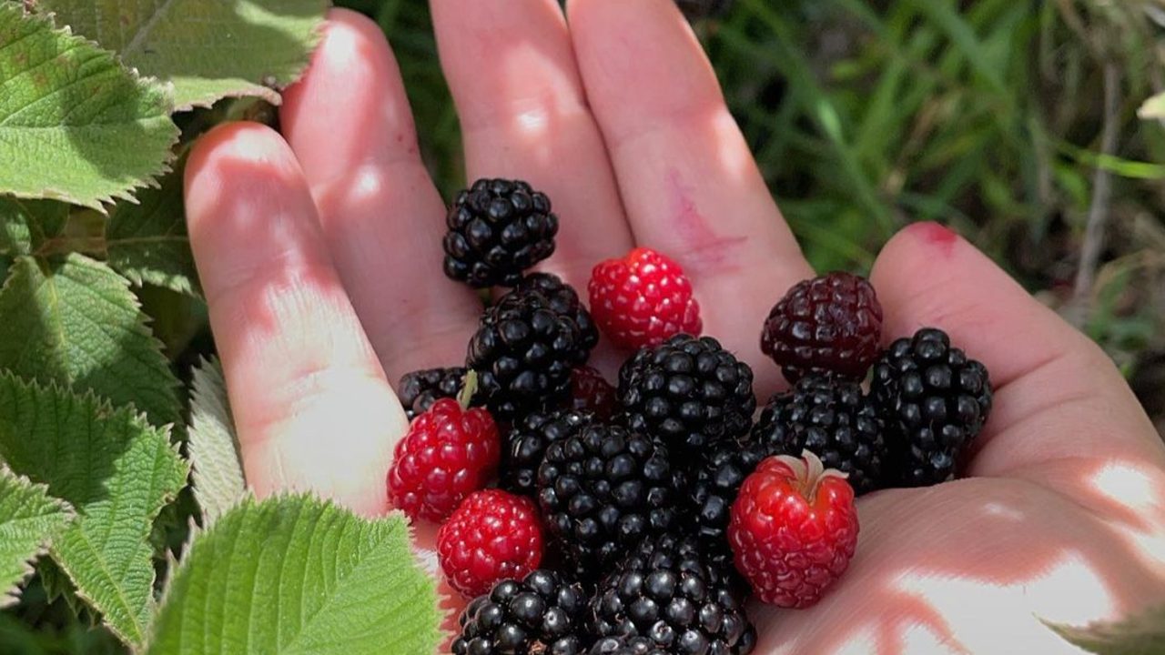 como cultivar moras en casa consejos