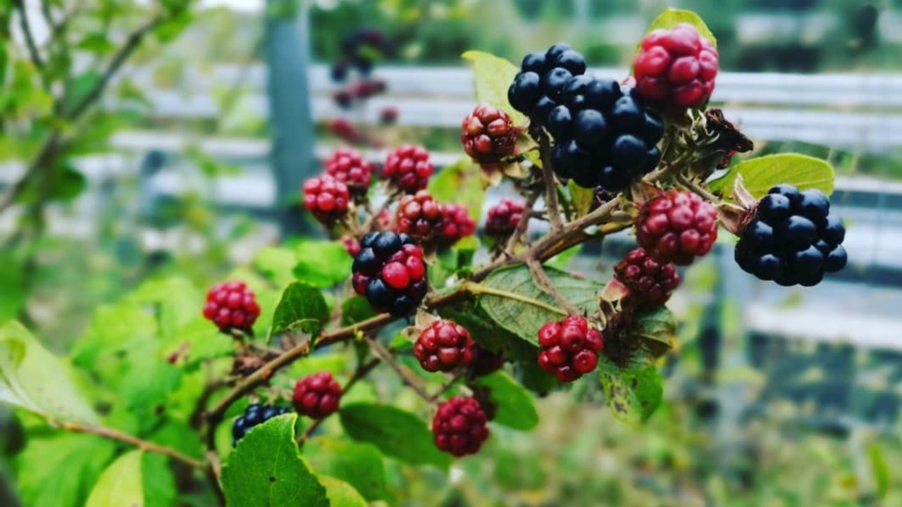 como plantar moras en casa recomendaciones