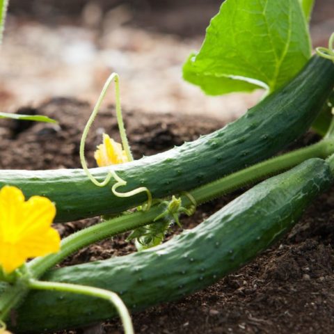 como cultivar pepino consejos