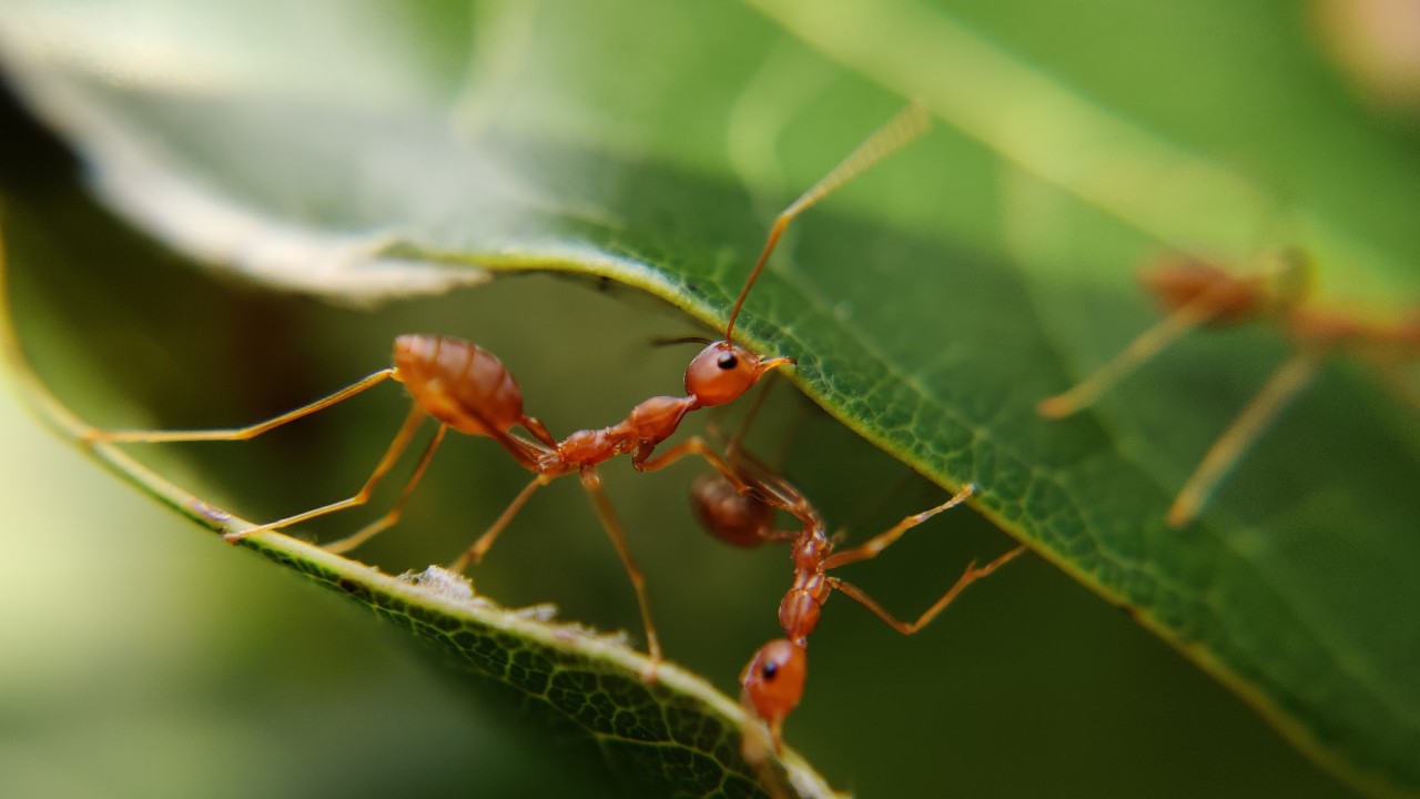 como eliminar a las hormigas