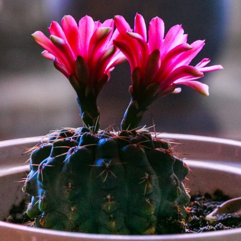 cactus florezcan como hacerlo consejos