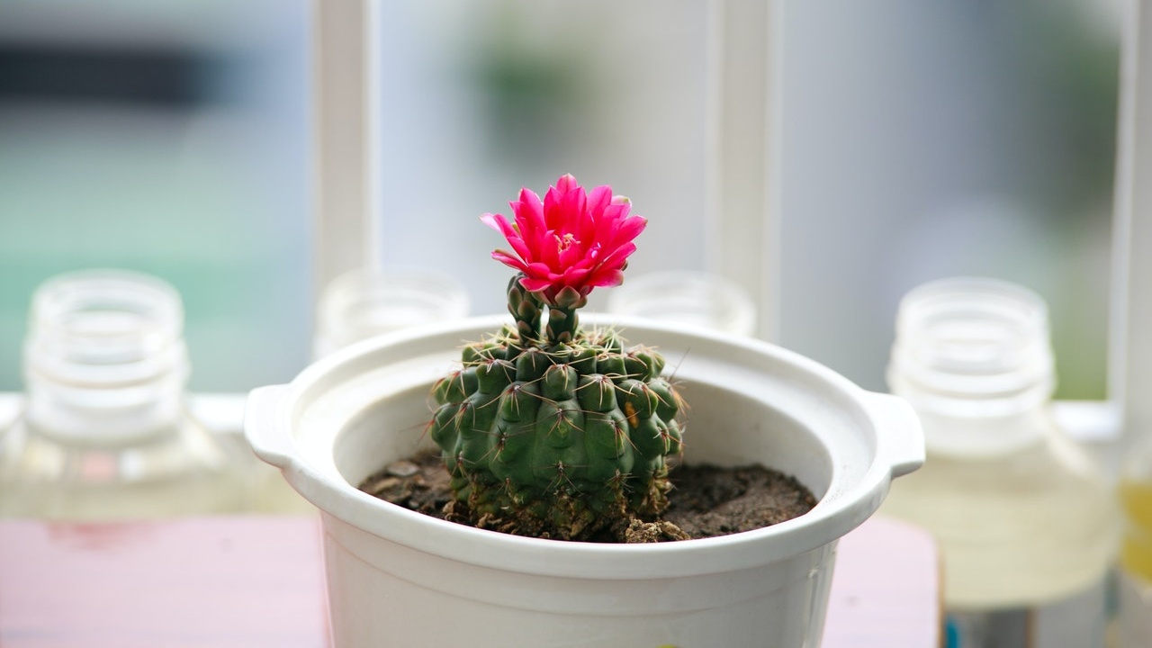 cactus florezcan como hacerlo plantas