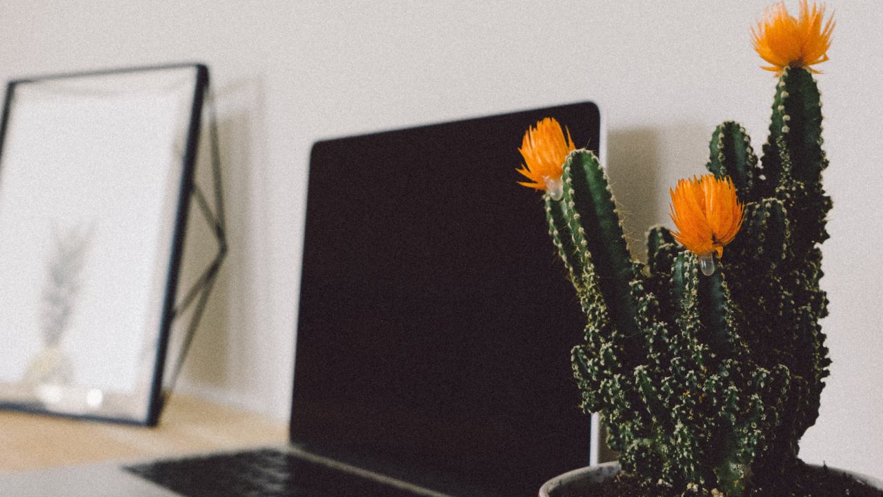 cactus florezcan como hacerlo