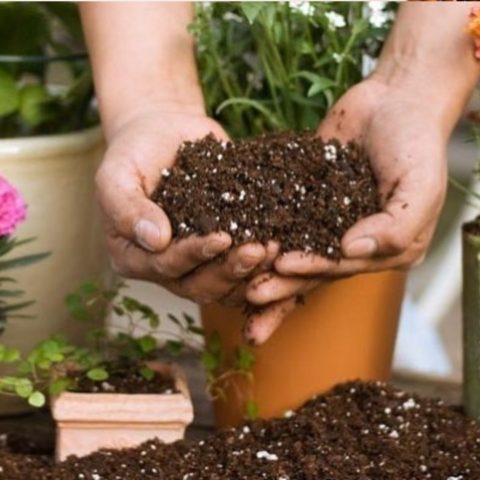 como usar el sustrato de perlita en tu jardín