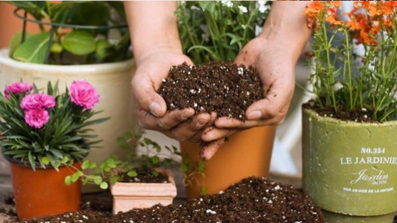 como usar el sustrato de perlita en tu jardín