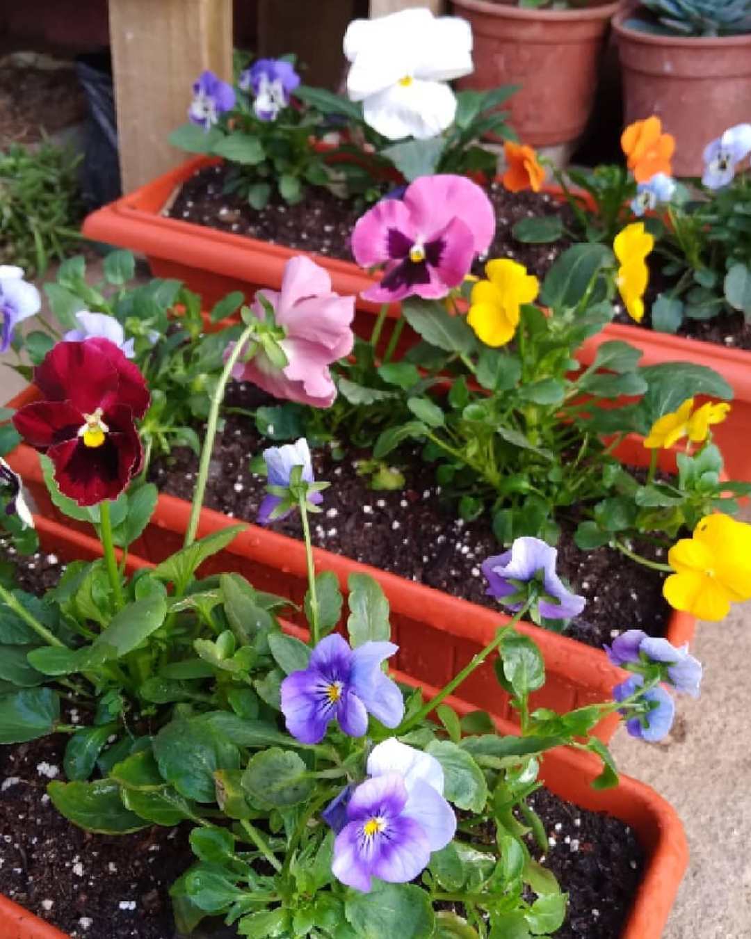 como usar el sustrato de perlita plantas marchitas