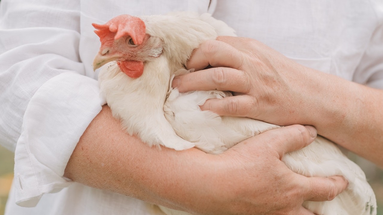 criar gallinas en casa moda entre los famosos razones