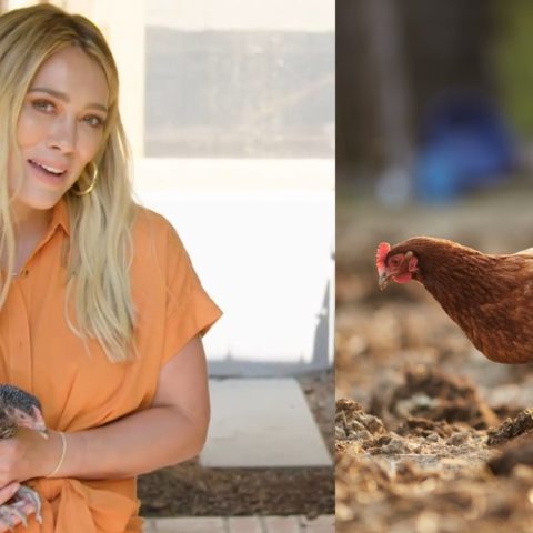 criar gallinas en casa moda