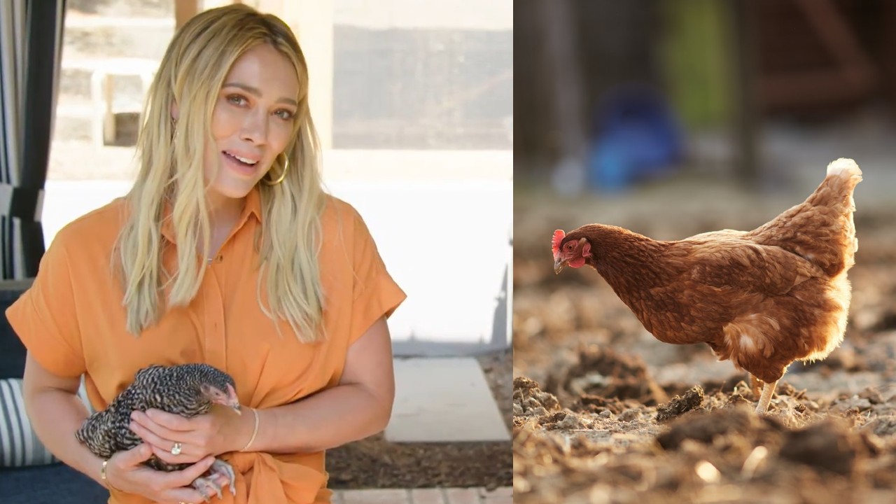 criar gallinas en casa moda