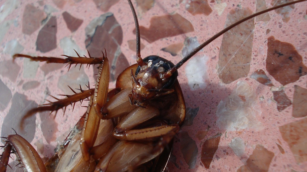 por que existen cucarachas blancas