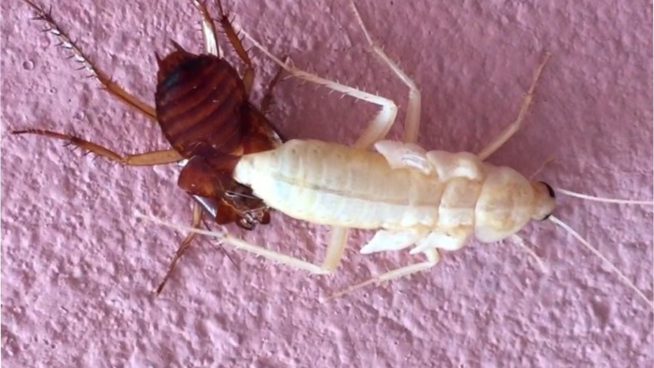 por que tengo cucarachas blancas en mi casa