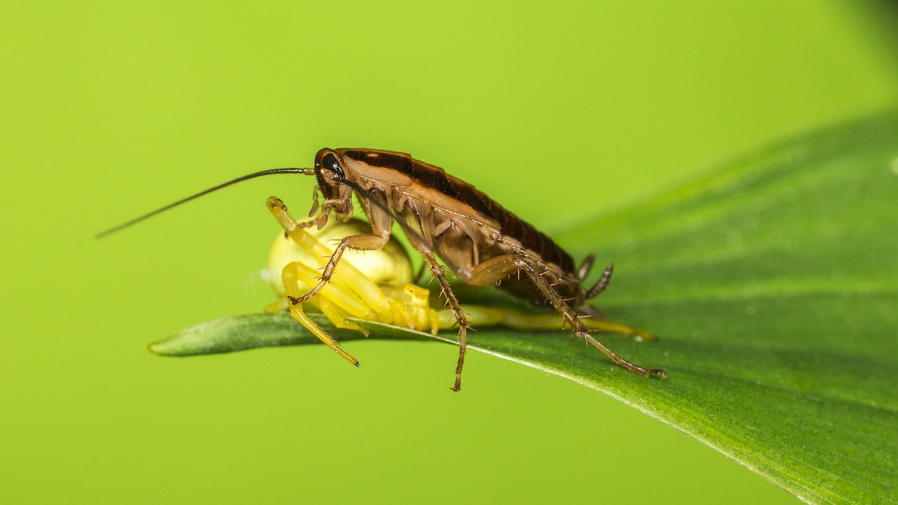 cucarachas blancas como saber si son venenosas