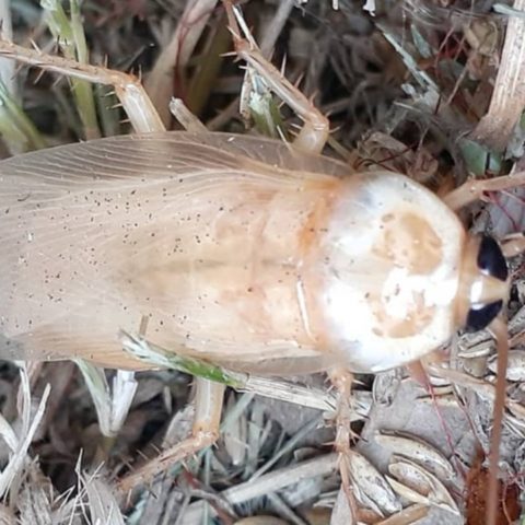 que significa encontrar cucaracha blanca en casa