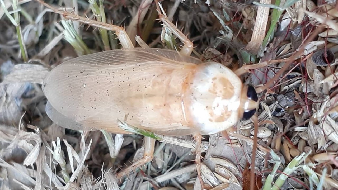 que significa encontrar cucaracha blanca en casa