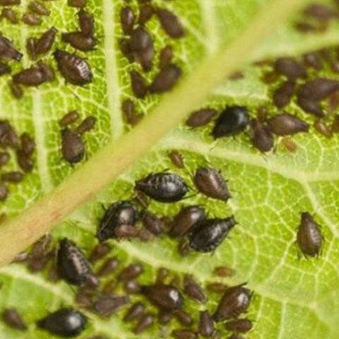 elimina los acaros y pulgones con este remedio hecho en casa