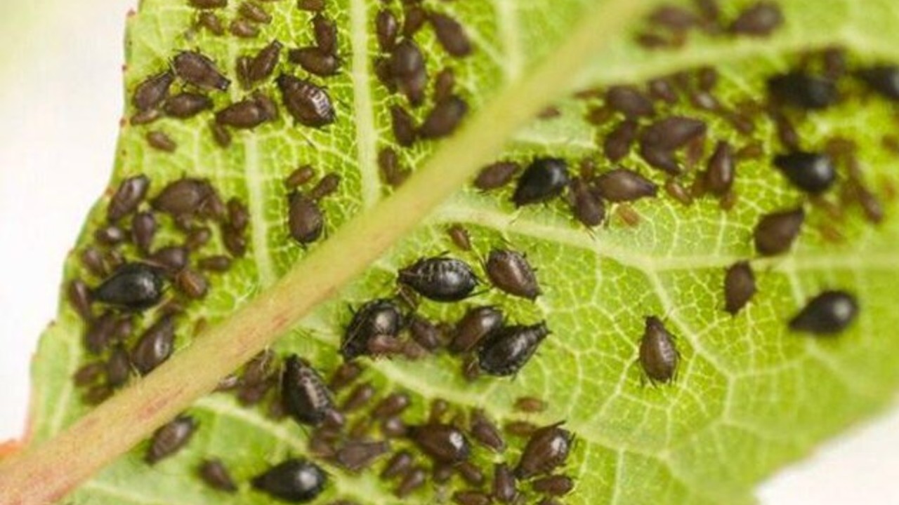 elimina los acaros y pulgones con este remedio hecho en casa