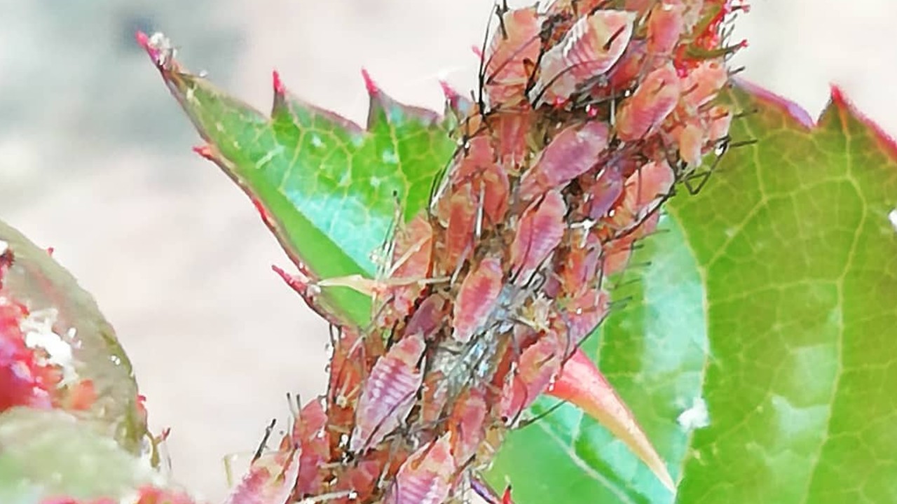elimina los acaros y pulgones con este remedio para cuidar jardín